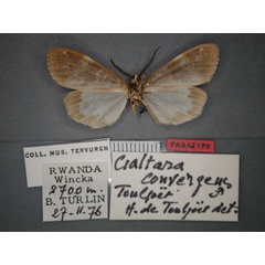 /filer/webapps/moths/media/images/C/convergens_Galtara_PT_RMCA_02.jpg