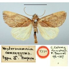 /filer/webapps/moths/media/images/C/convergens_Westermannia_HT_BMNH.jpg