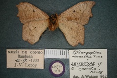 Epicampoptera ignorata