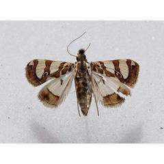 /filer/webapps/moths/media/images/A/argyraspides_Glyphodes_A_Goff_01.jpg