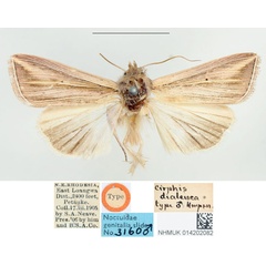 /filer/webapps/moths/media/images/D/dialeuca_Cirphis_HT_BMNH.jpg