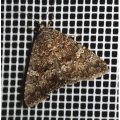 /filer/webapps/moths/media/images/P/punctum_Amyna_A_Roland_01_Um5kFEn.jpg