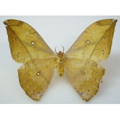 /filer/webapps/moths/media/images/G/gemmifera_Copaxa_STF_NHMUKb.jpg