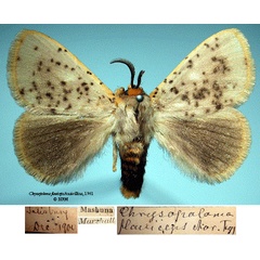 /filer/webapps/moths/media/images/F/flaviceps_Chrysopoloma_HT_SNHMa.jpg