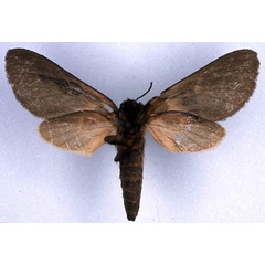 /filer/webapps/moths/media/images/E/epimela_Metarctia_AT_ZSM_02.jpg