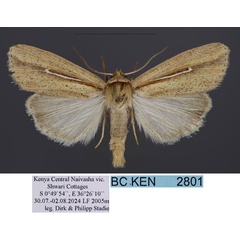 /filer/webapps/moths/media/images/H/hamata_Mythimna_AM_Stadie.jpg