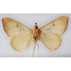 /filer/webapps/moths/media/images/A/accentifera_Marcipa_HT_RMCA_02_TbU6HKf.jpg