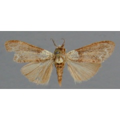 /filer/webapps/moths/media/images/I/impeditus_Stenostaura_A_RMCA_01.jpg