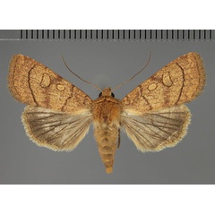 /filer/webapps/moths/media/images/C/claudicans_Leucania_AM_Fiebig.jpg