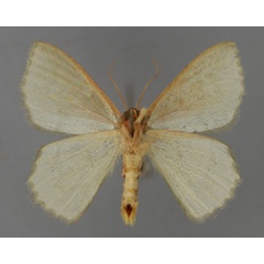 /filer/webapps/moths/media/images/S/saturata_Pseudhemithea_A_ZSM_02.jpg