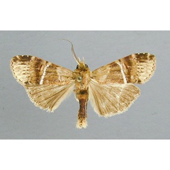 /filer/webapps/moths/media/images/A/albolineata_Gangettoscrancia_AM_RMCA.jpg