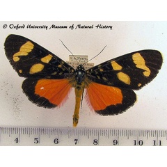 /filer/webapps/moths/media/images/M/monslunensis_Heraclia_A_OUMNH_02.jpg