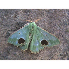 /filer/webapps/moths/media/images/G/gordoni_Victoria_A_Guyonnet.jpg