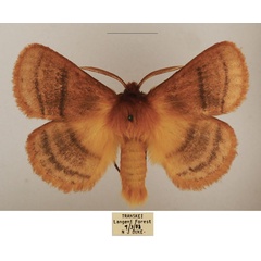/filer/webapps/moths/media/images/T/trilineata_Cyrtojana_AM_TMSA_02.jpg