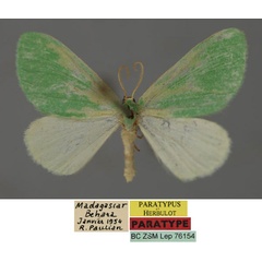 /filer/webapps/moths/media/images/P/pauliani_Syncollesis_PT_ZSM_01.jpg