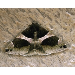 /filer/webapps/moths/media/images/T/torrida_Dysgonia_A_Roland_01_kZRpO6R.jpg