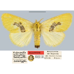 /filer/webapps/moths/media/images/E/eurybia_Euproctis_AT_MNHN.jpg