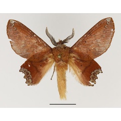 /filer/webapps/moths/media/images/M/murphyi_Marmonna_AM_Basquin_02.jpg