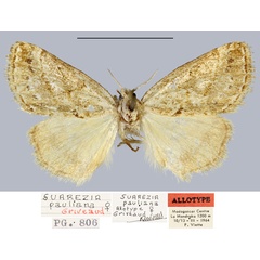 /filer/webapps/moths/media/images/P/pauliani_Salvatgea_AT_MNHN.jpg