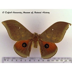 /filer/webapps/moths/media/images/E/epithyrena_Pseudobunaea_AM_OUMNH_02.jpg