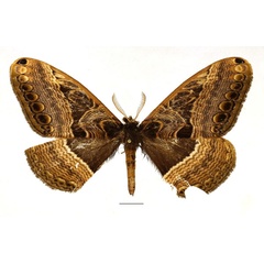 /filer/webapps/moths/media/images/R/richinii_Dactyloceras_AM_Basquin_01.jpg