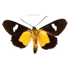 /filer/webapps/moths/media/images/T/turlini_Rothia_AM_RBINSb.jpg