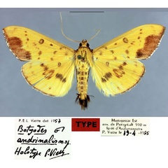 /filer/webapps/moths/media/images/A/andrinalis_Botyodes_HT_MNHN.jpg