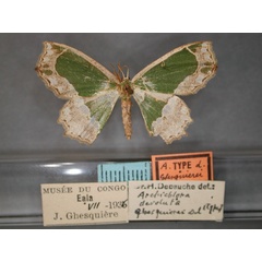 /filer/webapps/moths/media/images/G/ghesquierei_devoluta_Archichlora_HT_RMCA_01.jpg