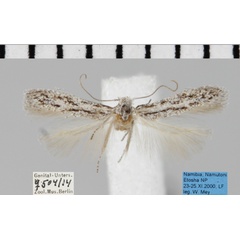 /filer/webapps/moths/media/images/M/minima_Antoniejanse_AF_TMSA_504-14.JPG