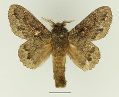 /filer/webapps/moths/media/images/O/obscura_Cymatopacha_AM_Basquin_02.jpg