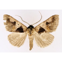 /filer/webapps/moths/media/images/A/angulilinea_Anoba_AM_TMSA_02.jpg