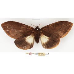 /filer/webapps/moths/media/images/S/sophax_Eutricha_HT_NHMUK.jpg