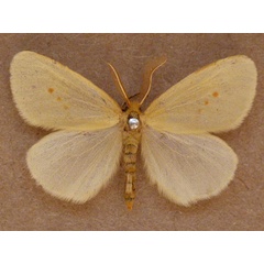 /filer/webapps/moths/media/images/F/fulvinotata_Crorema_A_Butler.jpg