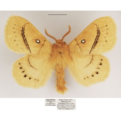 /filer/webapps/moths/media/images/S/sordida_Philotherma_AM_TMSA.jpg