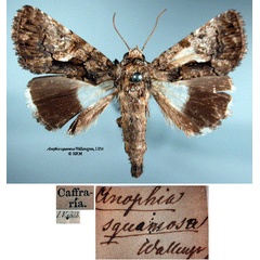 /filer/webapps/moths/media/images/S/squamosa_Anophia_STM_SNHMa.jpg