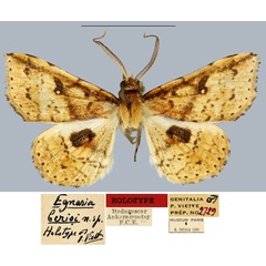 /filer/webapps/moths/media/images/B/berioi_Egnasia_HT_MNHN.jpg