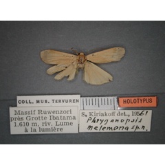 /filer/webapps/moths/media/images/M/melemona_Pusiola_HT_RMCA_01.jpg