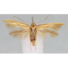 /filer/webapps/moths/media/images/C/curvipilella_Scythris_A_Agassiz.jpg