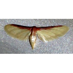 /filer/webapps/moths/media/images/U/umbricosta_Idaea_A_Braun_05.jpg