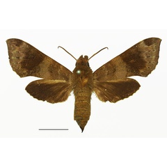 /filer/webapps/moths/media/images/N/nephele_Temnora_AM_Basquin_01.jpg