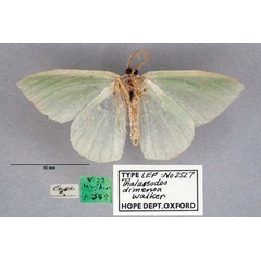 /filer/webapps/moths/media/images/D/dimensa_Thalassodes_HT_OUMNH_02.jpg