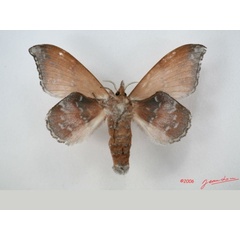 /filer/webapps/moths/media/images/R/rufobrunnea_Leipoxais_AF_Albertb_01.jpg