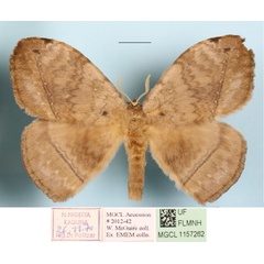 /filer/webapps/moths/media/images/G/gabunica_Parajana_A_MGCLa_01.jpg