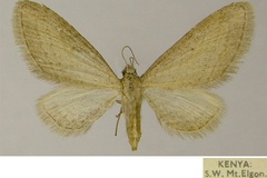 Eupithecia rediviva