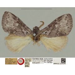 /filer/webapps/moths/media/images/L/lunata_Haplopacha_HT_BMNH_QK6nqRQ.jpg