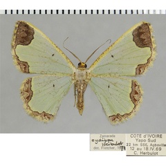 /filer/webapps/moths/media/images/C/cydippe_Zamarada_AF_ZSM.jpg