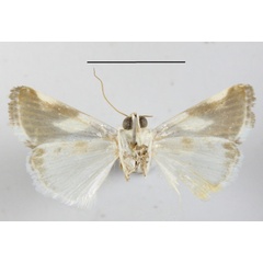 /filer/webapps/moths/media/images/U/umbrigera_Acontia_A_MGCLb_01.JPG