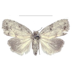 /filer/webapps/moths/media/images/C/congolana_Ezishnola_HT_ANHRT.jpg