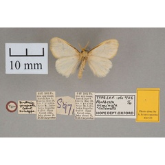 /filer/webapps/moths/media/images/G/geminata_Porthesia_HT_OUMNH_02.jpg