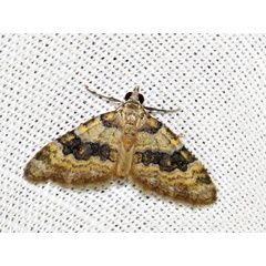 /filer/webapps/moths/media/images/P/perizomoides_Piercia_A_Braun_02.jpg